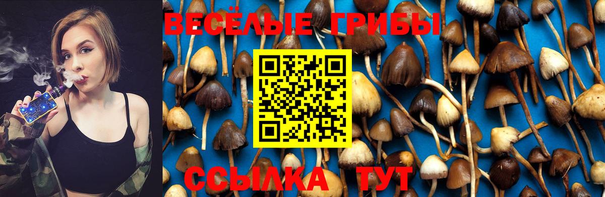 Псилоцибиновые грибы Psilocybe Тамбов